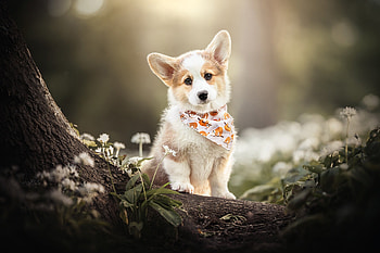 Welsh Corgi, , Background HD wallpaper
