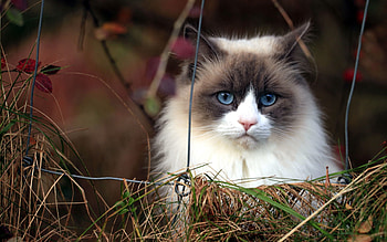 Animals, Grass, Cat, Fluffy, Blue-Eyed, Blue Eyed HD wallpaper