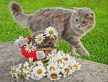 Cat and Hedgehog, animal, kitten, hedgehog, cat, flowers HD wallpaper