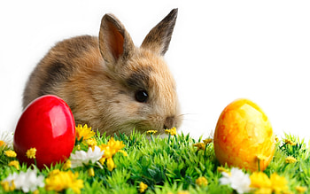 Animals, Rabbits HD wallpaper