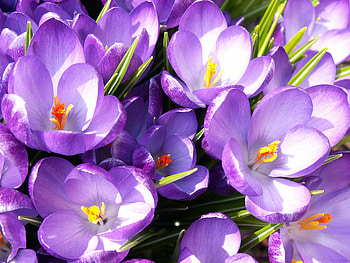 Spring Rhapsody, spring, rhapsody HD wallpaper