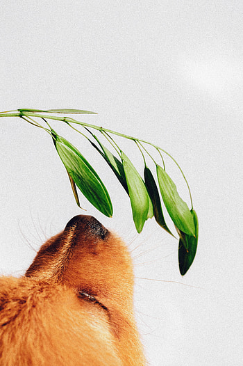 Animals, Plant, Dog, Puppy, Nose, To Sniff, Smell HD phone wallpaper