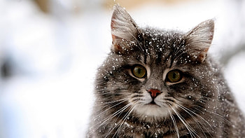 Backgrounds Winter Animals HD wallpaper