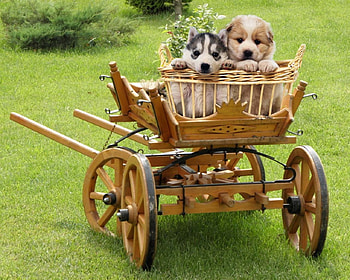 Cute Puppies, Wagon, Wooden, Cutest, Puppies, Ride HD wallpaper
