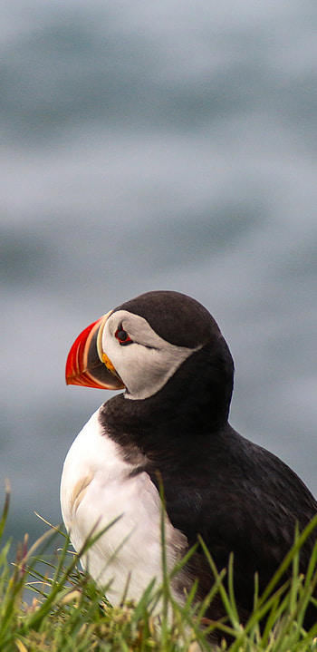 Puffin, Birds HD phone wallpaper
