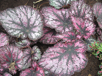Colorful Flowers a garden makeup 41, purple, graphy, green, Flowers, garden, rex begonia HD wallpaper
