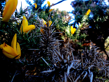 Gorse, flowering, textured, spiky HD wallpaper