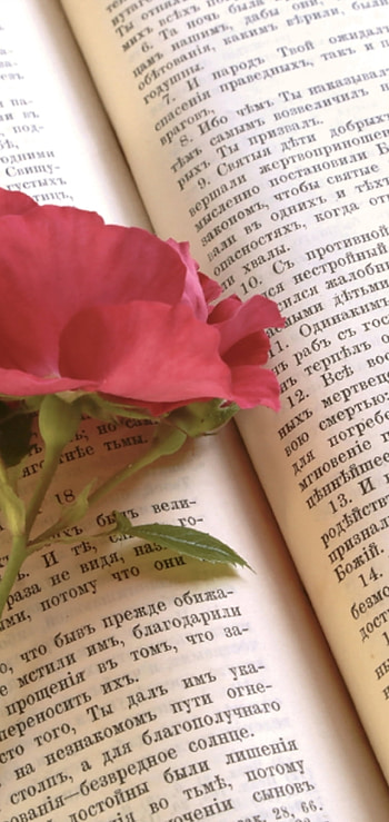 Lovely, floral, cottagecore, hybrid_tea_rose, petal, book, writing, rose HD phone wallpaper