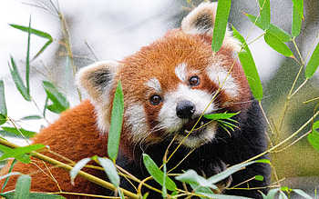 Red Panda, animal, bear, panda, red HD wallpaper