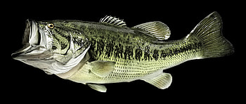 Largemouth Bass , For HD wallpaper