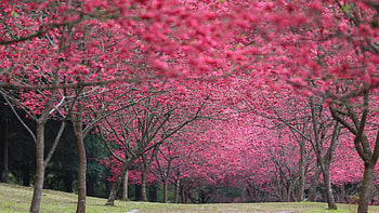 Cherry Blossoms Park, leaves, cherry, japan, trees, road, spring, park HD wallpaper