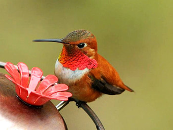 Little Bird, beautiful, bird, , little HD wallpaper