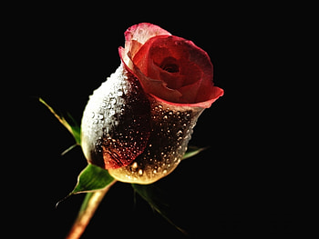 Plants, Flowers, Roses HD wallpaper