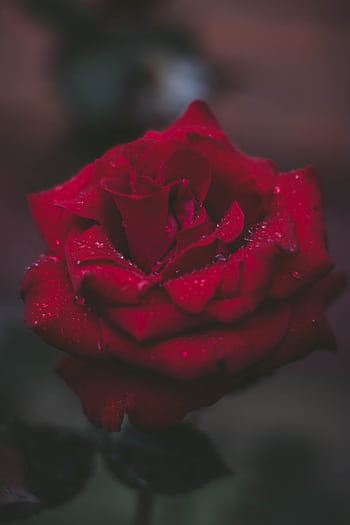 A stunning close-up of a red rose with dewdrops, showcasing its delicate petals in a moody atmosphere. HD phone wallpaper