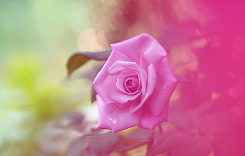 Rose, summer, pink, flower, trandafir, vara HD wallpaper