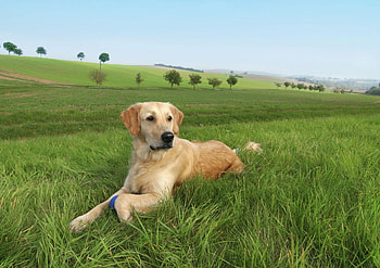 Animals, Trees, Grass, To Lie Down, Lie, Dog, Labrador HD wallpaper