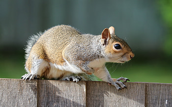 Animals, Squirrel, Fence, Fright, Animal HD wallpaper