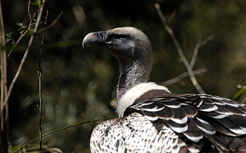Animals, Bird, Beak, Vulture, Predatory HD wallpaper