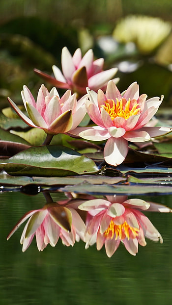 pink flower, flower, nature, lotus HD phone wallpaper