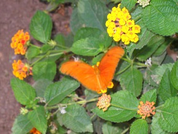 A Butterfly, plant, flower color, butterfly HD wallpaper