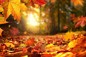 Fall leaves, Autumn vibes, Nature's palette, Seasonal transitions HD wallpaper