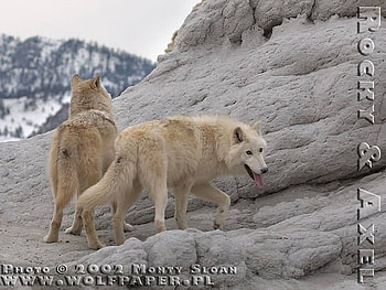 rocky and axel on the rocks, white wolves, axel, rocky, wolves HD wallpaper