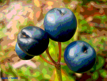 Blueberries art, art, danieltowsey HD wallpaper