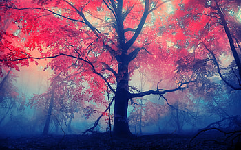 Autumn Forest, autumn, forest, nature HD wallpaper