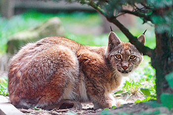 Animals, Iris, Wood, To Lie Down, Lie, Tree, Predator, Big Cat HD wallpaper