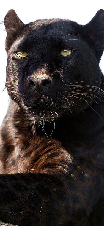 Stunning black panther, Animal kingdom beauty, Nature's masterpiece, Elegant predator HD phone wallpaper