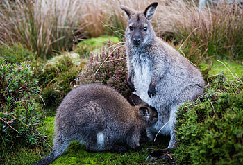 Animals, Grass, Kangaroo, Young, Care, Joey HD wallpaper