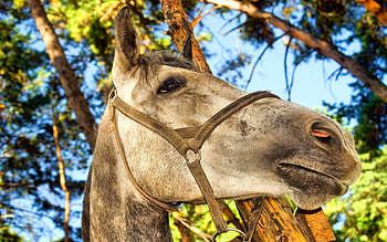 Animals, Nature, Background, Muzzle, Horse, Bridle HD wallpaper