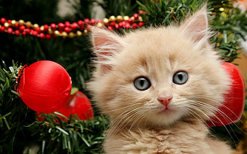 Christmas Kitten, animal, kitten, christmas, ball, cat HD wallpaper