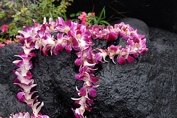 Lava Lei's, hawaii, rock, plumria, lava HD wallpaper