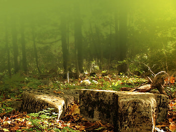 Rocky Ground in the Woods, Nature, Woods, Forests, Rocks HD wallpaper