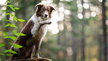 Border Collie, , Ultra background HD wallpaper