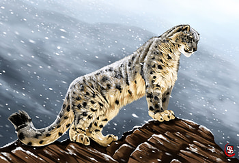 Stones, Art, Snow Leopard, Predator, Big Cat, Sight, Opinion HD wallpaper