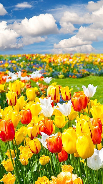 May, Tulips Background HD phone wallpaper