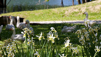Nature, Flowers, Geese, Grass HD wallpaper