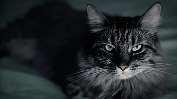 Animals, Cats HD wallpaper