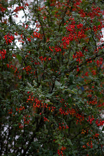 Nature, Berries, Wood, Tree, Branches, Barberry HD phone wallpaper