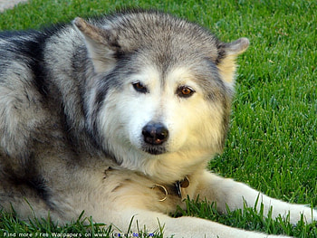 BREED IS A HUSKEY, dog, beautiful, friendly, loyal HD wallpaper