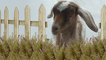 Pygmy Goat at the Gate, firefox persona, gate, cute, farm, country, goat, fence, flowers, pygmy HD wallpaper
