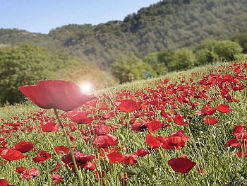 Chickpea field with loads of poppies, poppies, field, chickpea HD wallpaper