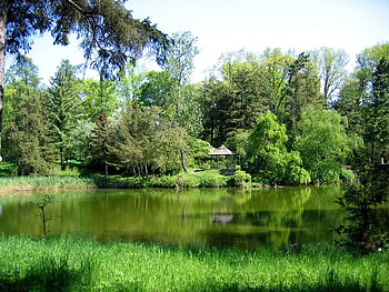 Little Lake, trees, grass, sky, water HD wallpaper