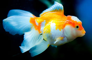 Close-up of a vibrant goldfish swimming gracefully in an aquarium, displaying vivid colors and flowing fins. HD wallpaper