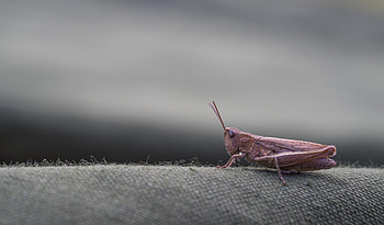 Macro, Insect, Grasshopper HD wallpaper