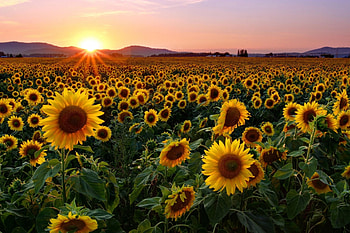 Sunflower sunset, rays, glow, dazzling, beautiful, summer, sunflowers, field, nature, sky, lovely, sunset HD wallpaper