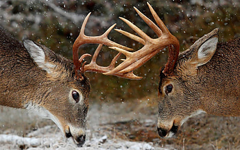 deer , backgrounds, , Deer hunting HD wallpaper