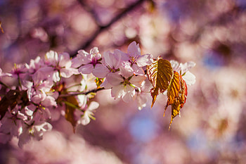 Flowers, Blur, Smooth, Bloom, Flowering, Branch HD wallpaper